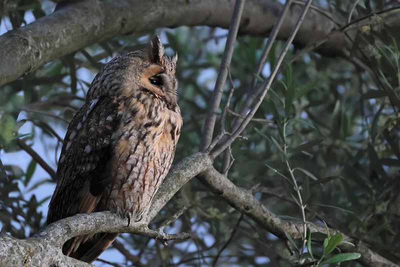 Long-eared Owl - Asio otus
