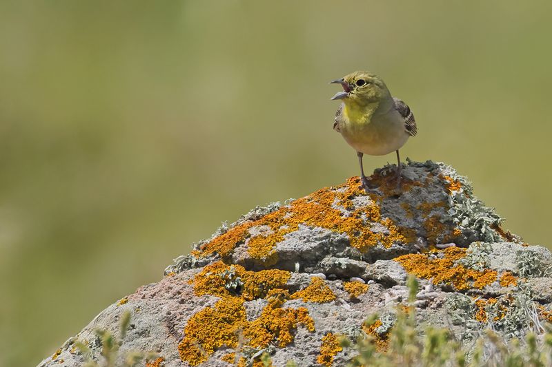 Cinereous Bunting (Emberiza cineracea)