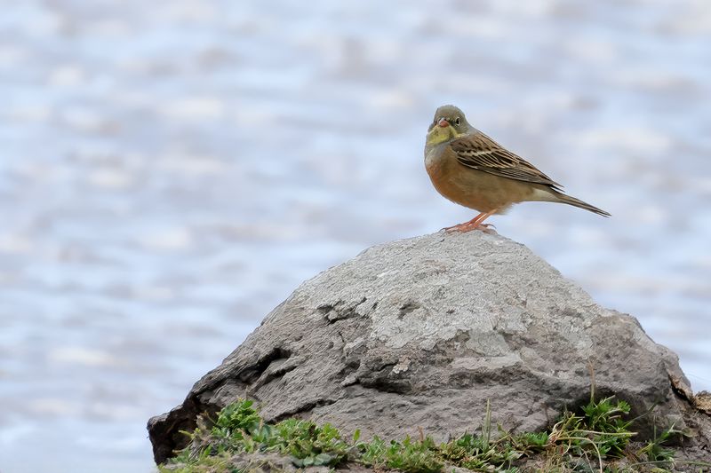 Ortolan Bunting (Emberiza hortulana)