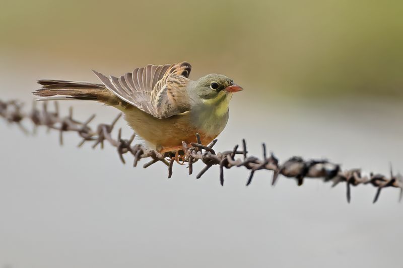 Ortolan Bunting (Emberiza hortulana)