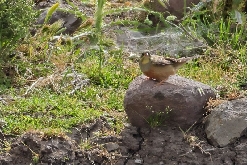 Ortolan Bunting (Emberiza hortulana)