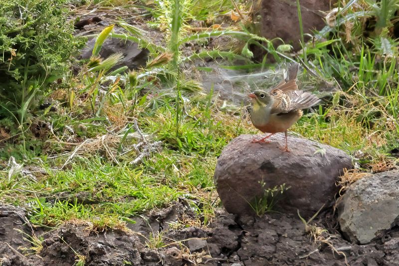 Ortolan Bunting (Emberiza hortulana)