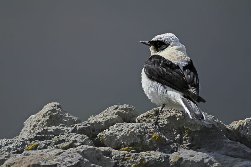 Eastern Black-eared Wheatear (Oenanthe melanoleuca)