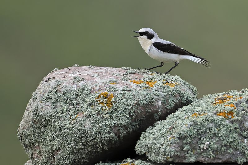 Northern Wheatear (Oenanthe melanoleuca ssp libanotica)