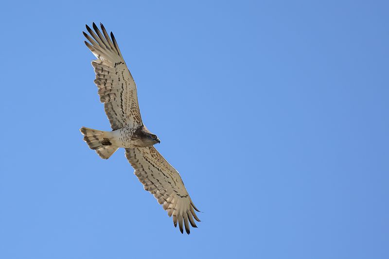 Short-toed Eagle (Circaetus gallicus)