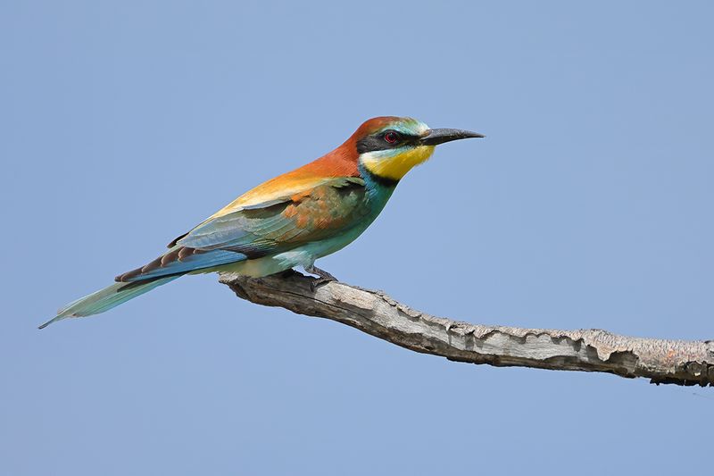 European Bee-eater (Merops apiaster)