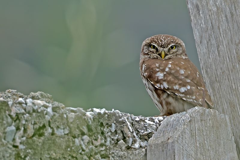 Little Owl (Athene noctua)