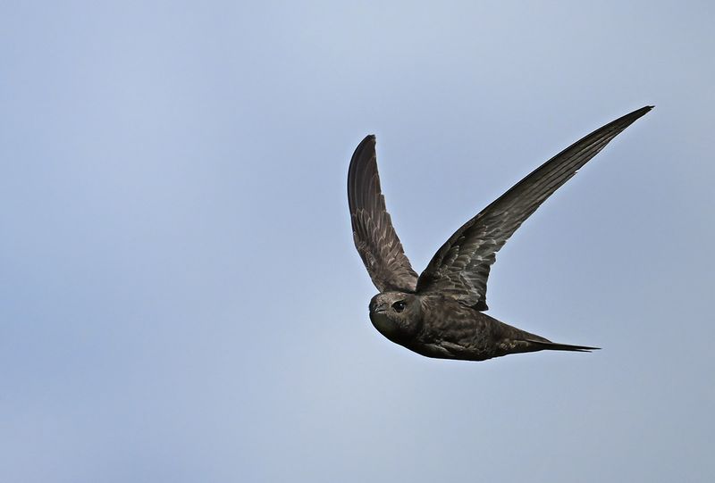 Common Swift (Apus apus) 