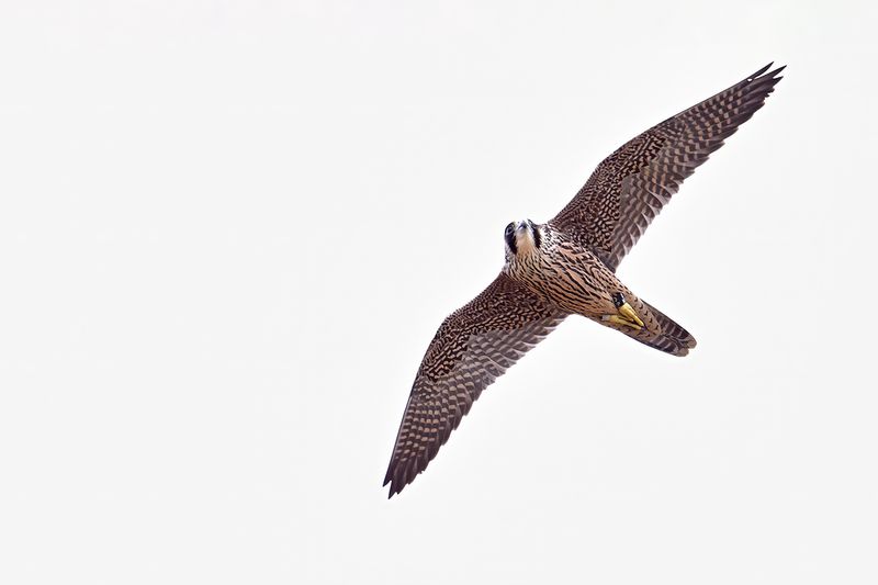 Peregrine Falcon (Falco peregrinus)