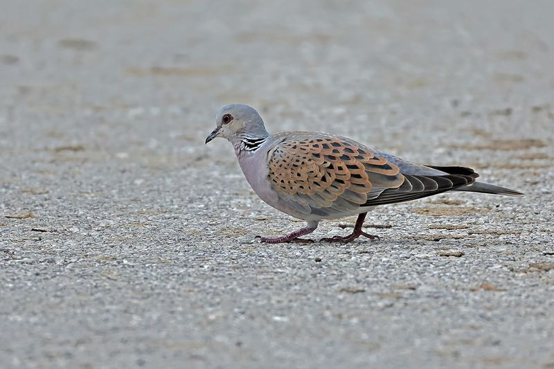 European Turtle Dove (Streptopelia turtur)