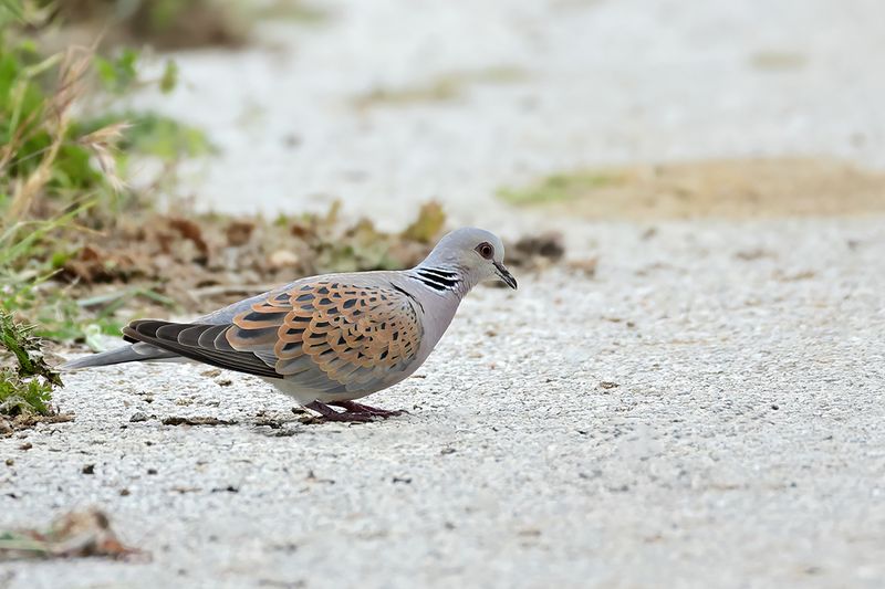 European Turtle Dove (Streptopelia turtur)