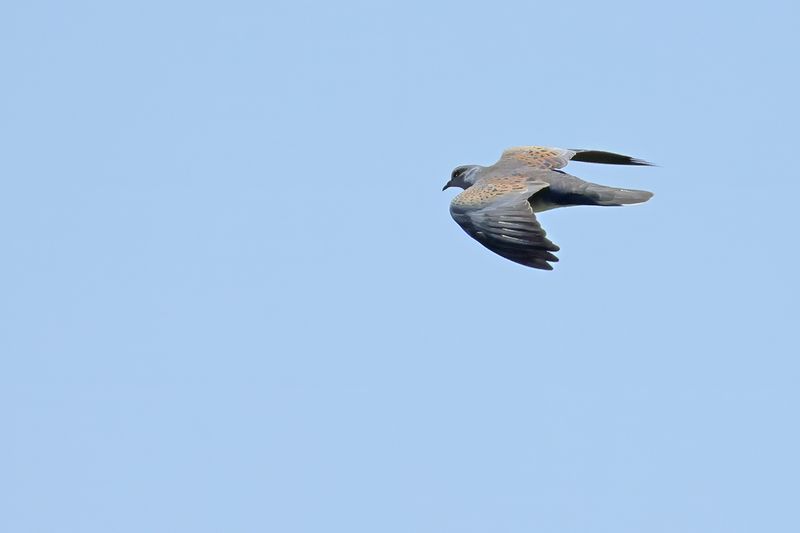 European Turtle Dove (Streptopelia turtur)