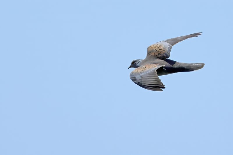 European Turtle Dove (Streptopelia turtur)