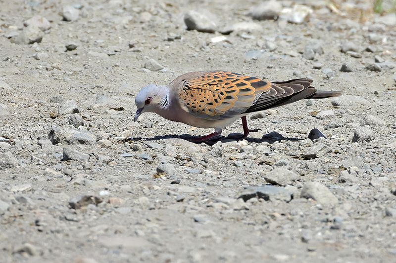 European Turtle Dove (Streptopelia turtur)