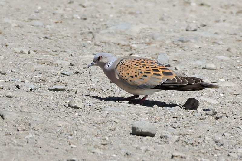 European Turtle Dove (Streptopelia turtur)