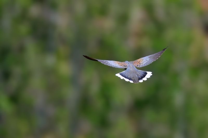 European Turtle Dove (Streptopelia turtur)