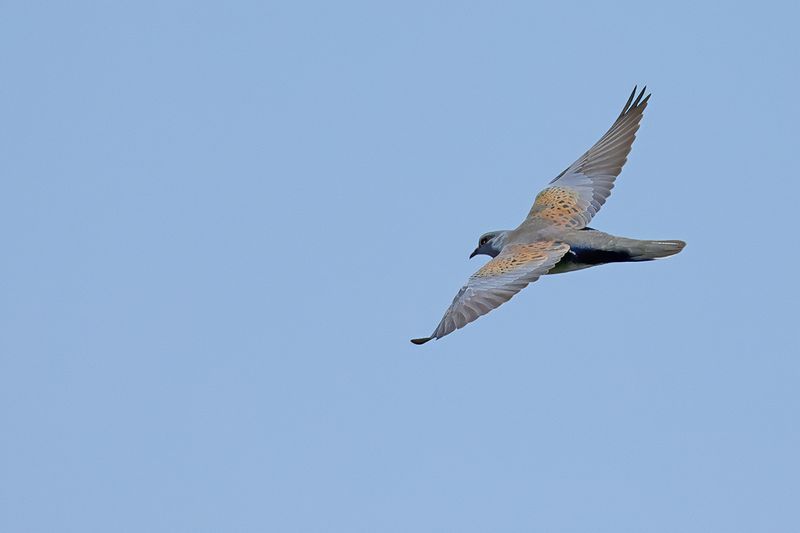 European Turtle Dove (Streptopelia turtur)