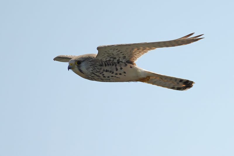 Lesser Kestrel (Falco naumanni)