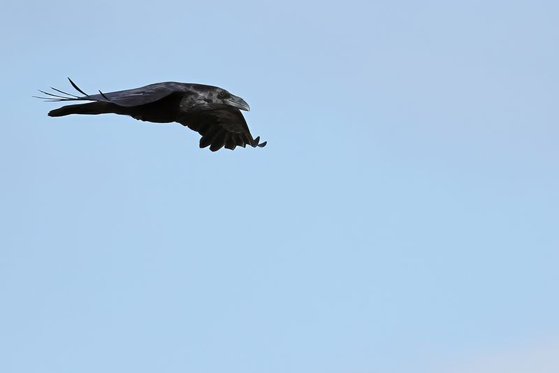 Northern Raven (Corvus corax)