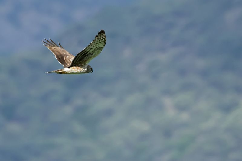 Hen Harrier (Circus cyaneus)