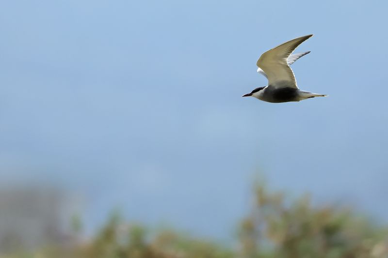 Whiskered Tern (Chlidonias hybridus)