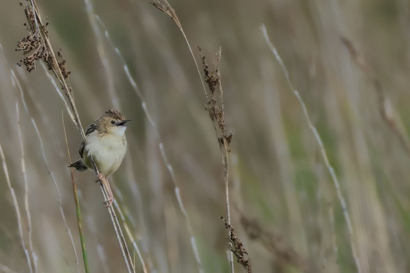 Zitting Cisticola - (Cisticola juncidis)