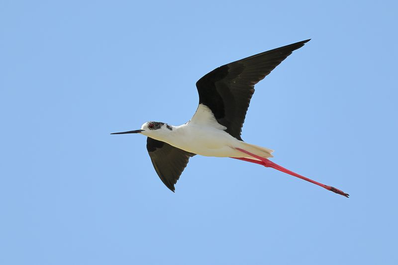Black-winged Stilt (Himantopus himantopus)