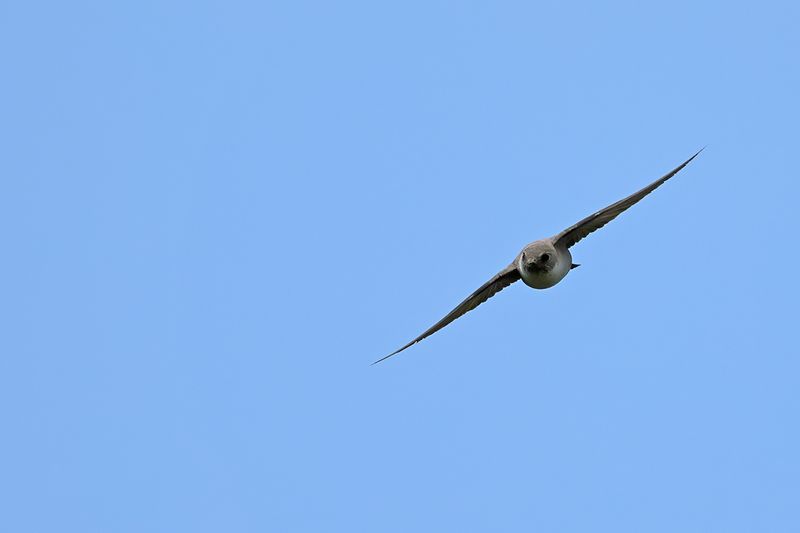Crag Martin (Ptyonoprogne rupestris)
