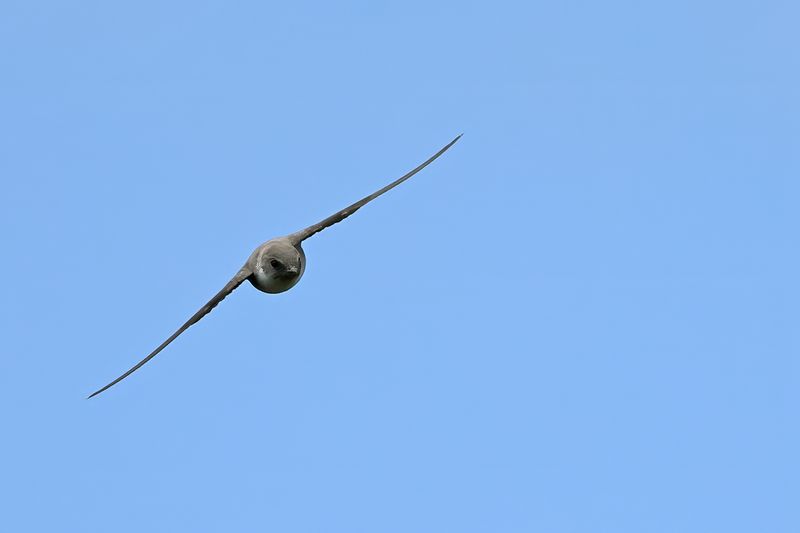 Crag Martin (Ptyonoprogne rupestris)