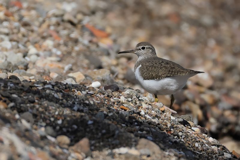 Common Sandpiper (Actitis hypoleucos) 