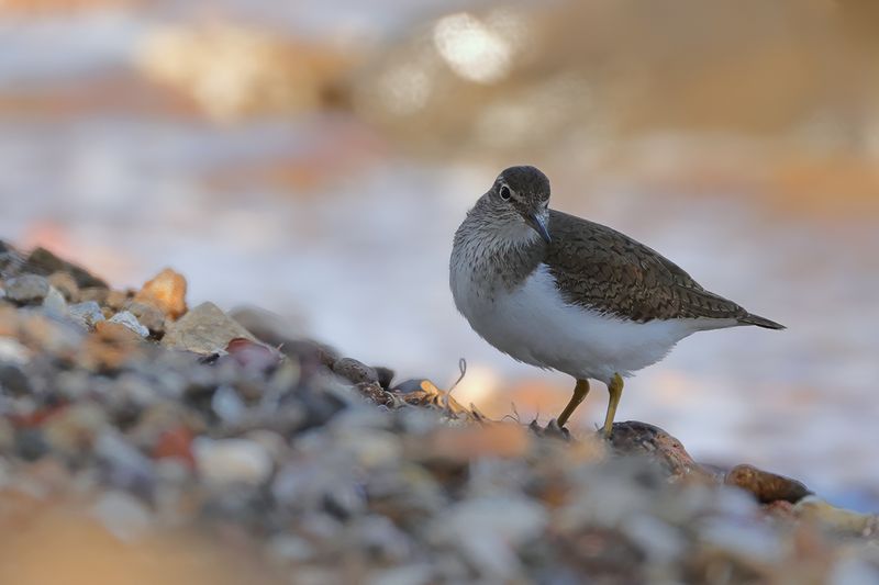 Common Sandpiper (Actitis hypoleucos) 