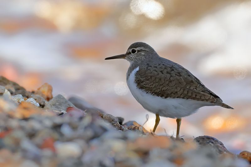 Common Sandpiper (Actitis hypoleucos) 