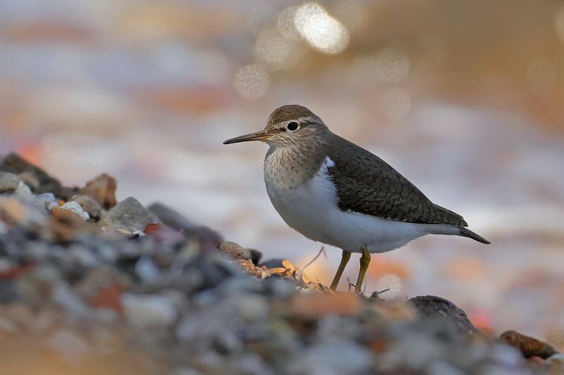 Common Sandpiper (Actitis hypoleucos) 