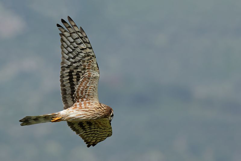 Montagu's Harrier (Circus pygargus)