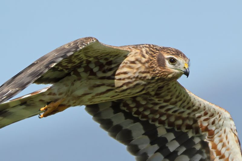 Montagu's Harrier (Circus pygargus)