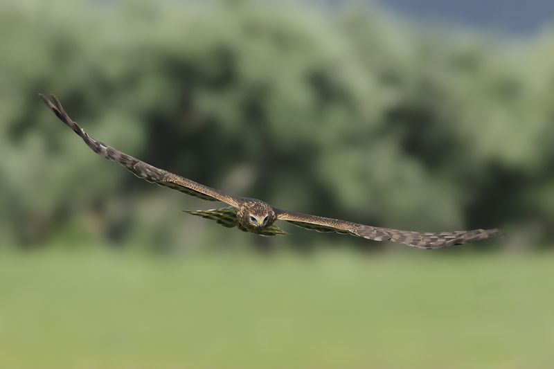 Montagu's Harrier (Circus pygargus)