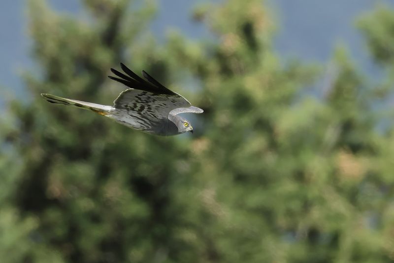 Montagu's Harrier (Circus pygargus)