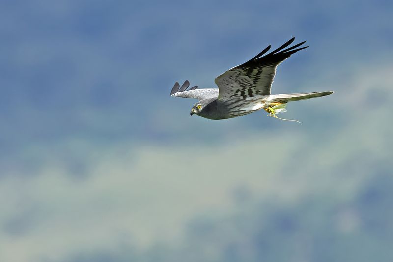 Montagu's Harrier (Circus pygargus)