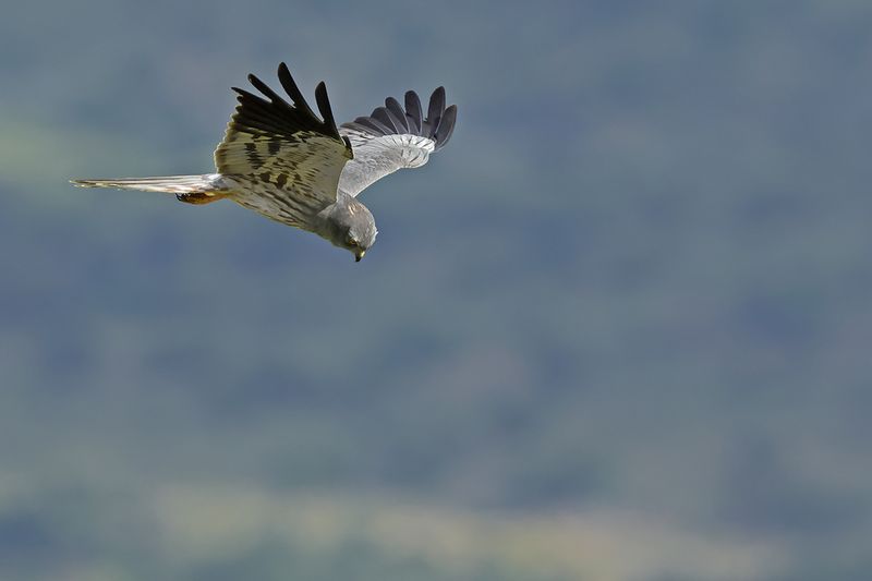 Montagu's Harrier (Circus pygargus)