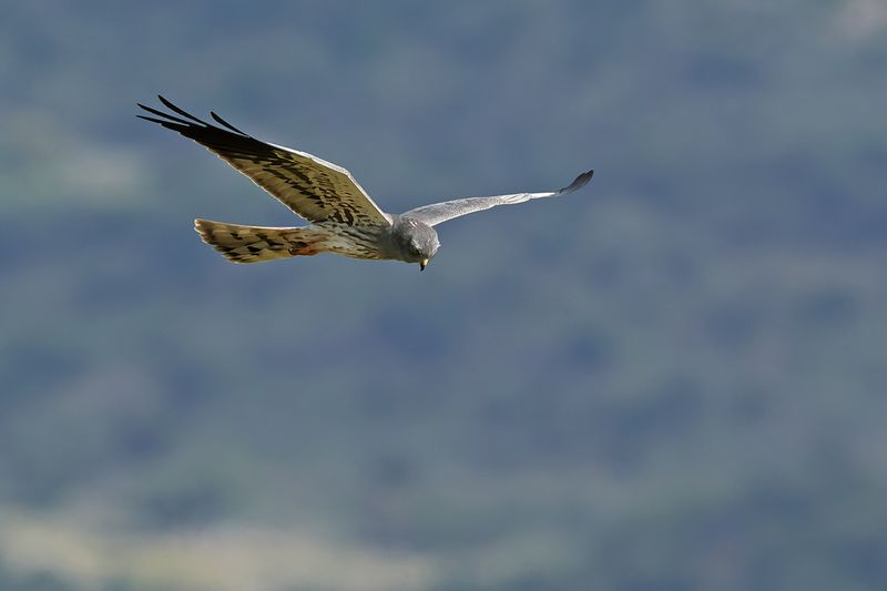 Montagu's Harrier (Circus pygargus)