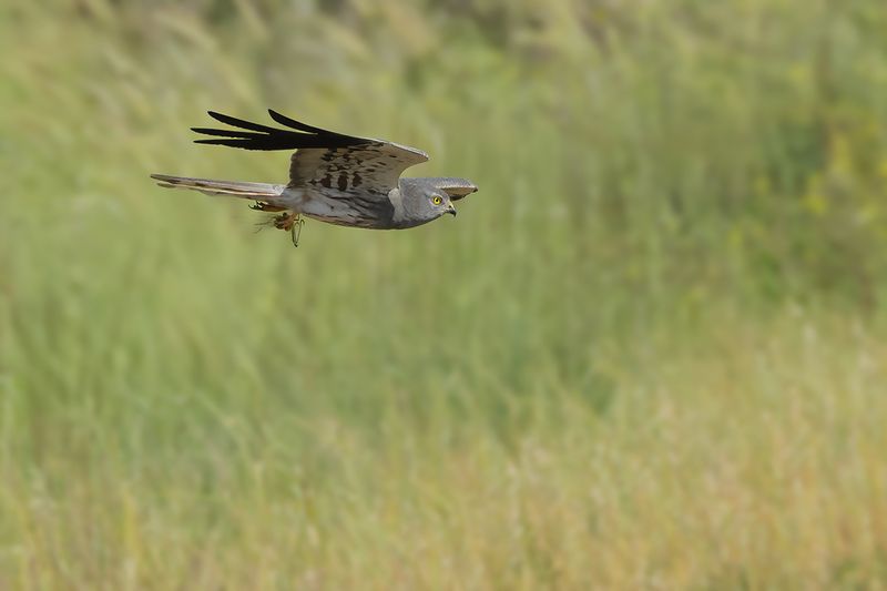 Montagu's Harrier (Circus pygargus)