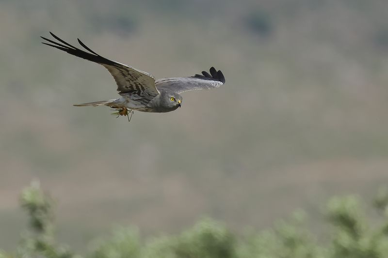 Montagu's Harrier (Circus pygargus)