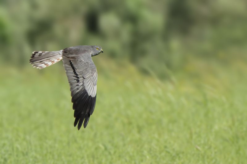 Montagu's Harrier (Circus pygargus)