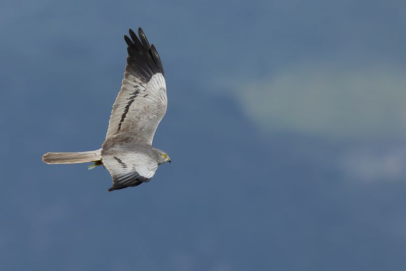 Montagu's Harrier (Circus pygargus)