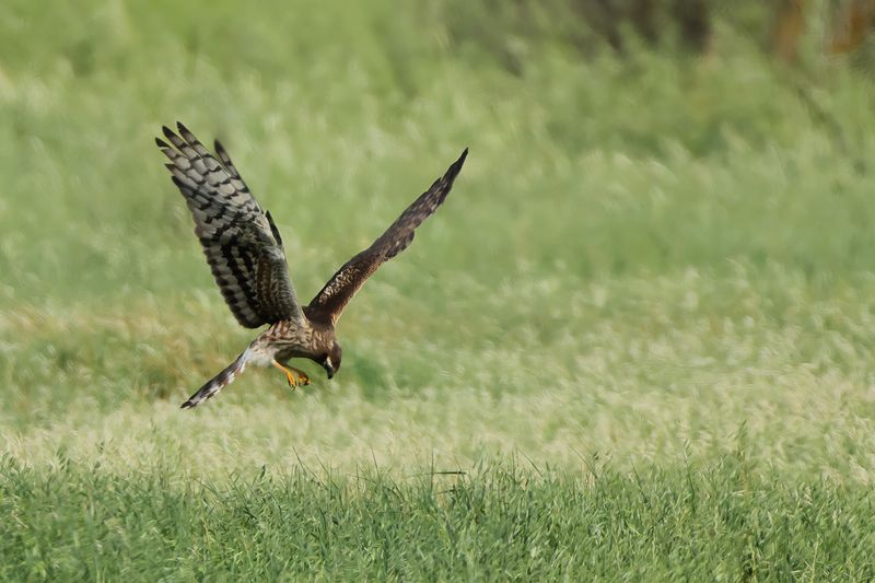 Montagu's Harrier (Circus pygargus)