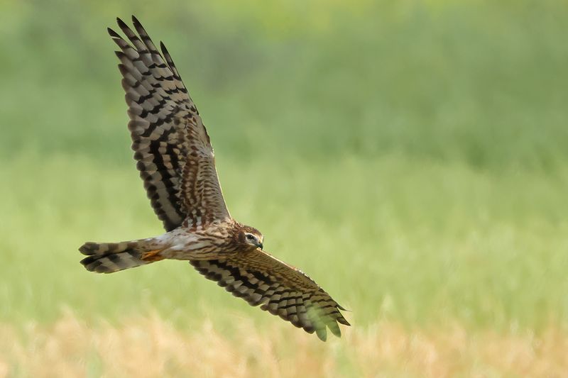 Montagu's Harrier (Circus pygargus)
