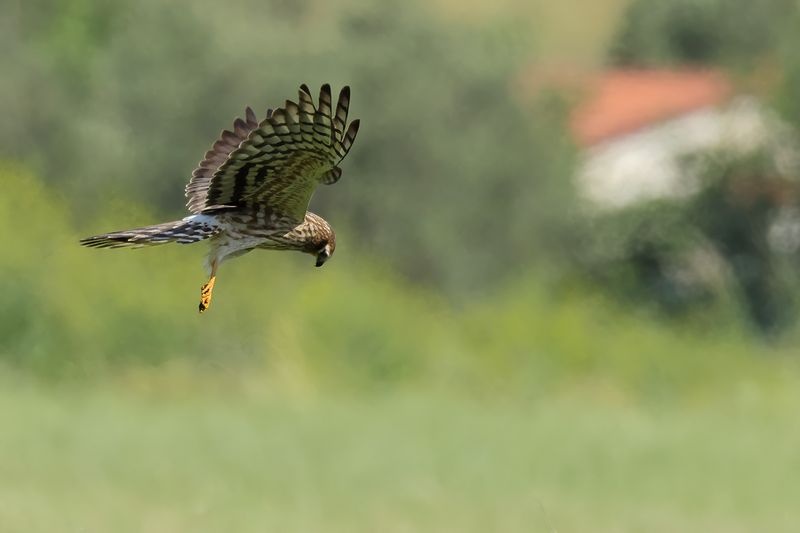 Montagu's Harrier (Circus pygargus)