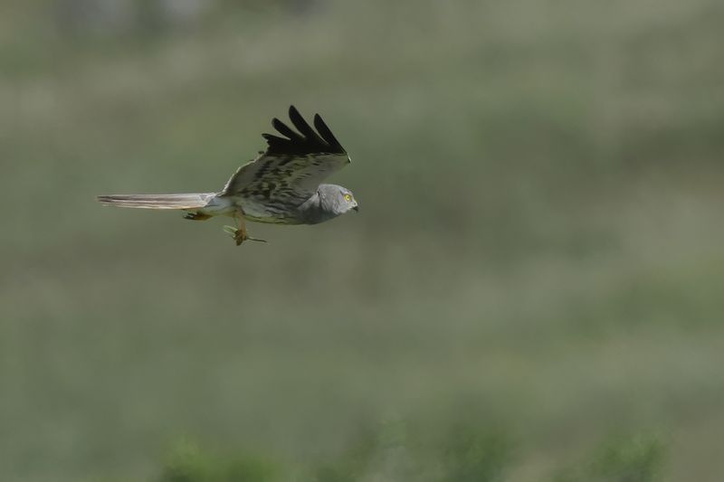 Montagu's Harrier (Circus pygargus)