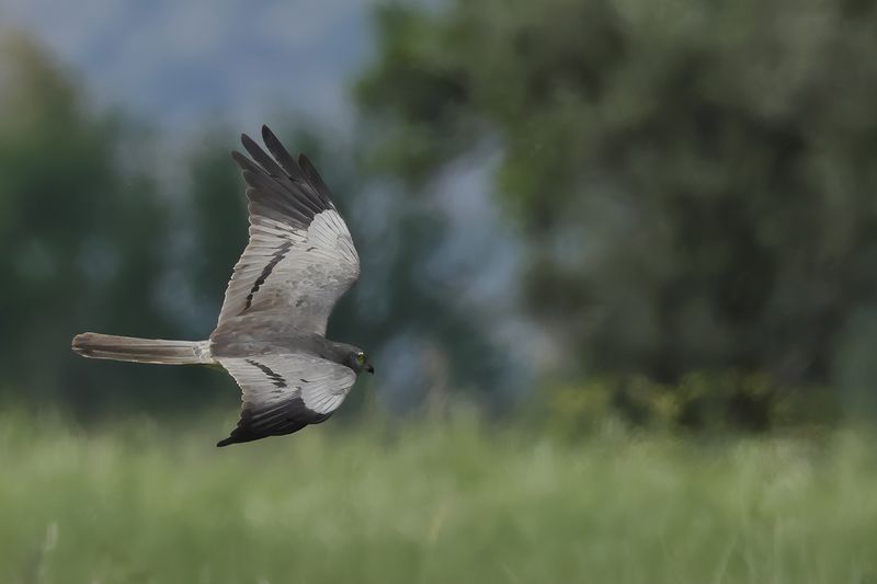 Montagu's Harrier (Circus pygargus)