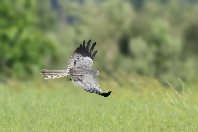 Montagu's Harrier (Circus pygargus)